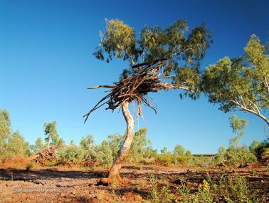 Flood water debris in tree, Pilbara, Western Australia